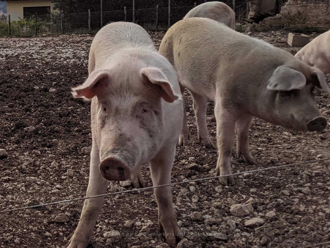 animali azienda agricola